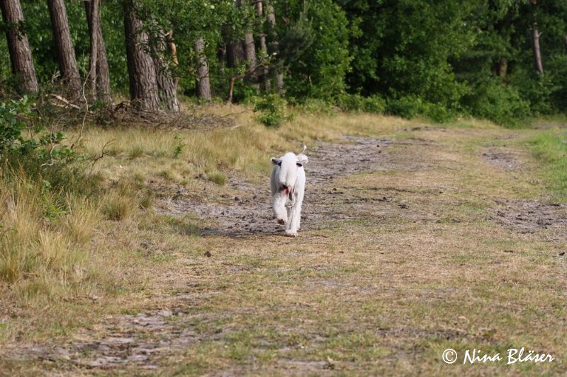 Airis Blue Volshebny Svet 2009-06-08 (18).JPG